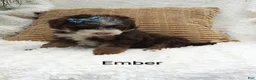 Mini Bernedoodle dogs for sale: Ember  - Ad 3