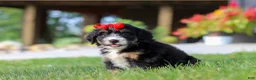 Mini Bernedoodle dogs for sale: Moonstone - Ad 7
