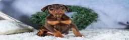 Doberman Pinscher dogs for sale: TASHA - Ad 1