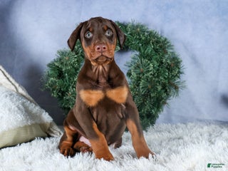 Doberman Pinscher dogs TASHA - Ad 10