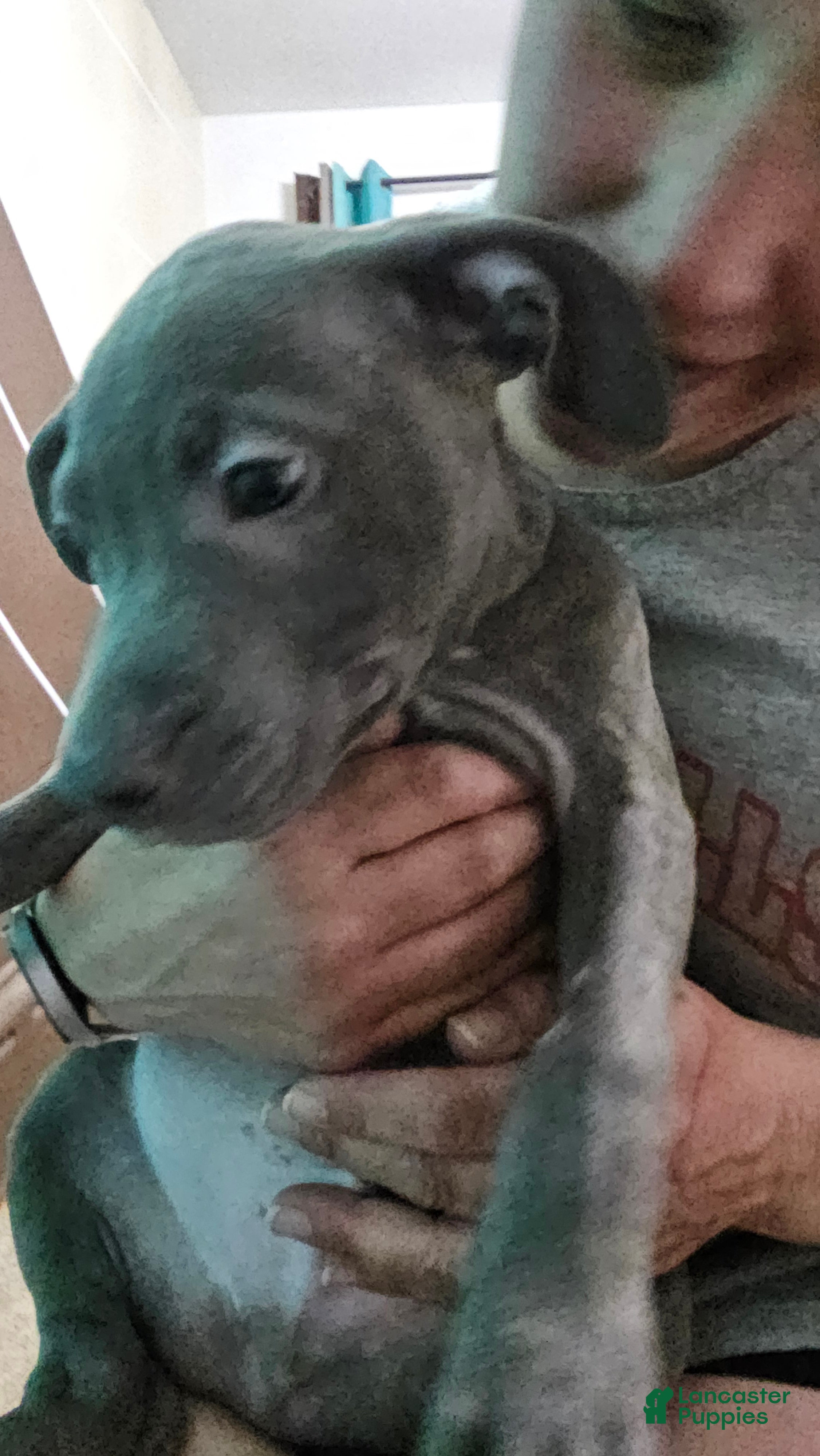 American Pit Bull Terrier dogs Blue Nose Pitbul Cash - Ad 17