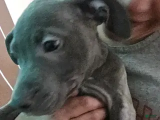 American Pit Bull Terrier dogs Blue Nose Pitbul Cash - Ad 17