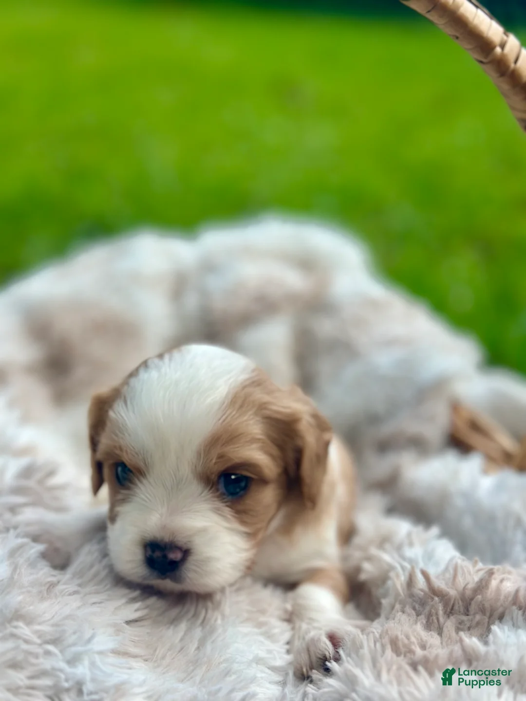 Cavalier King Charles Spaniel dogs for sale: Chase - Ad 2