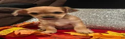 Mixed Breed dogs for sale: Mixed Breed 2 - Ad 9