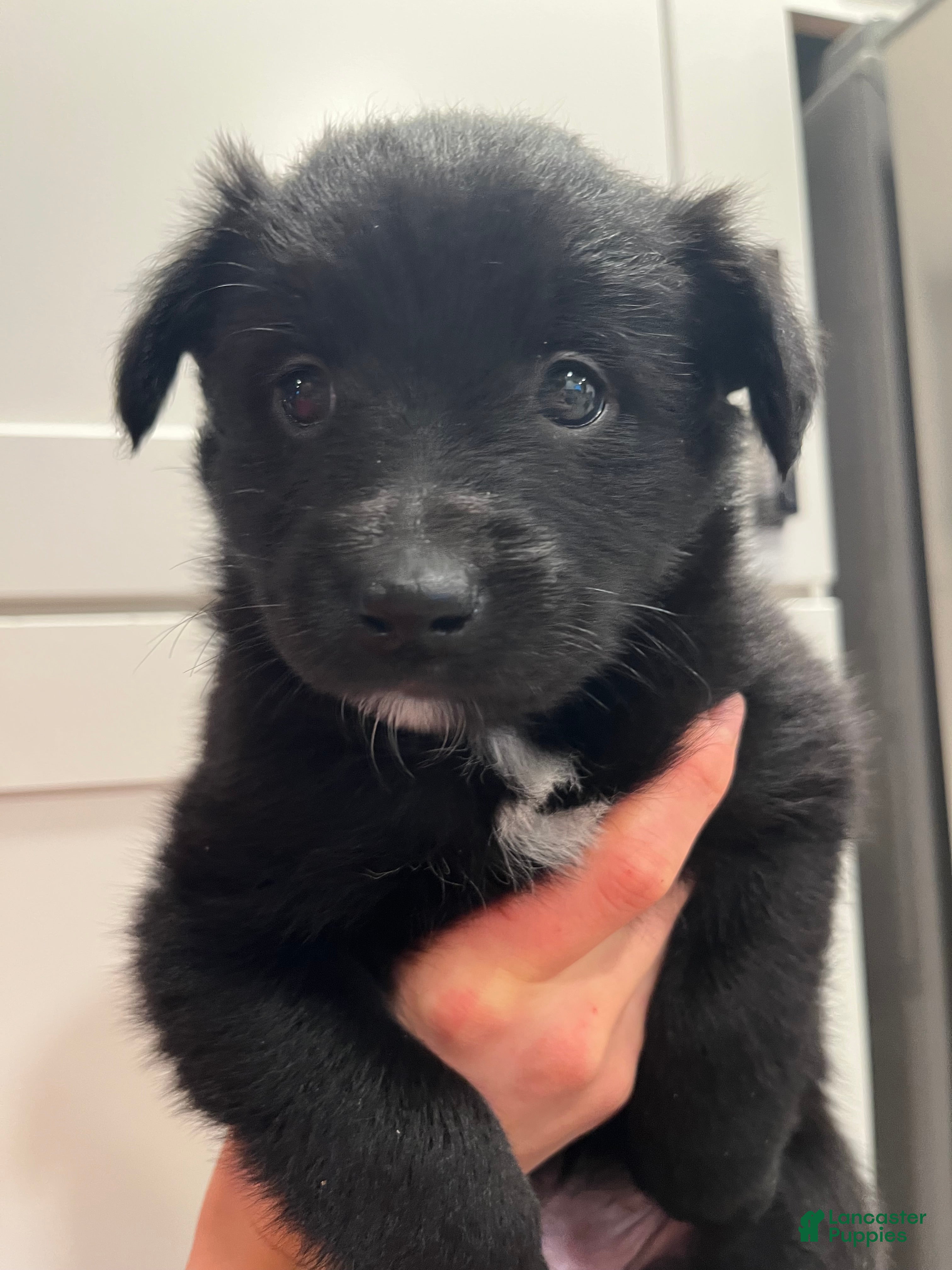 Mixed Breed dogs Penny - Ad 21