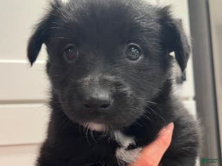 Mixed Breed dogs for sale: Penny - Ad 2