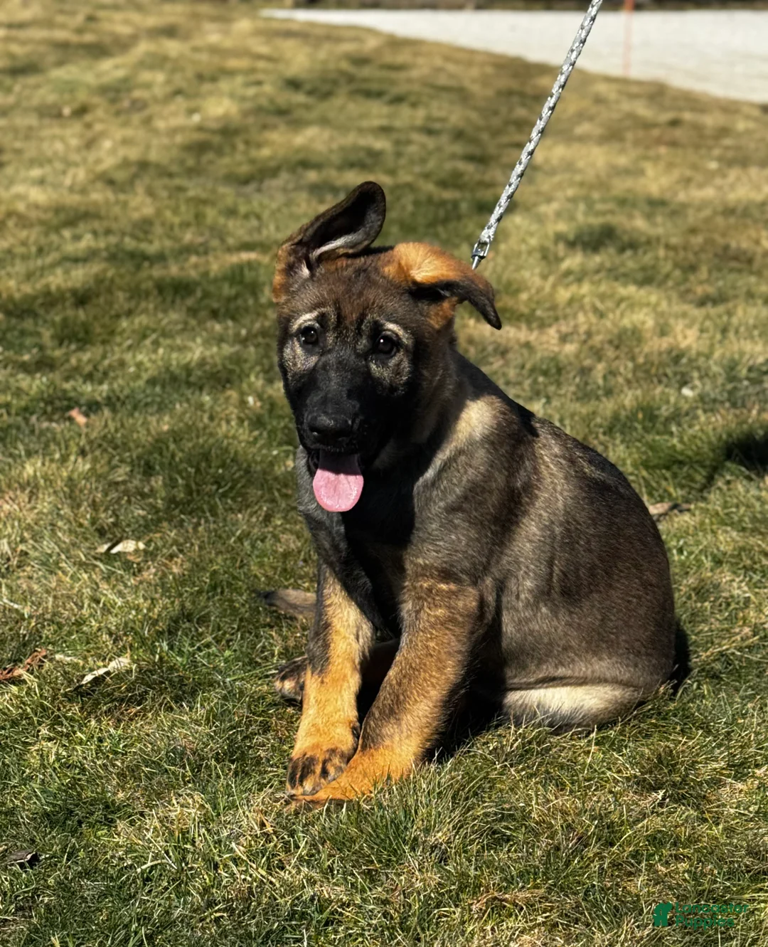 German Shepherd dogs for sale: Augusta - Ad 2