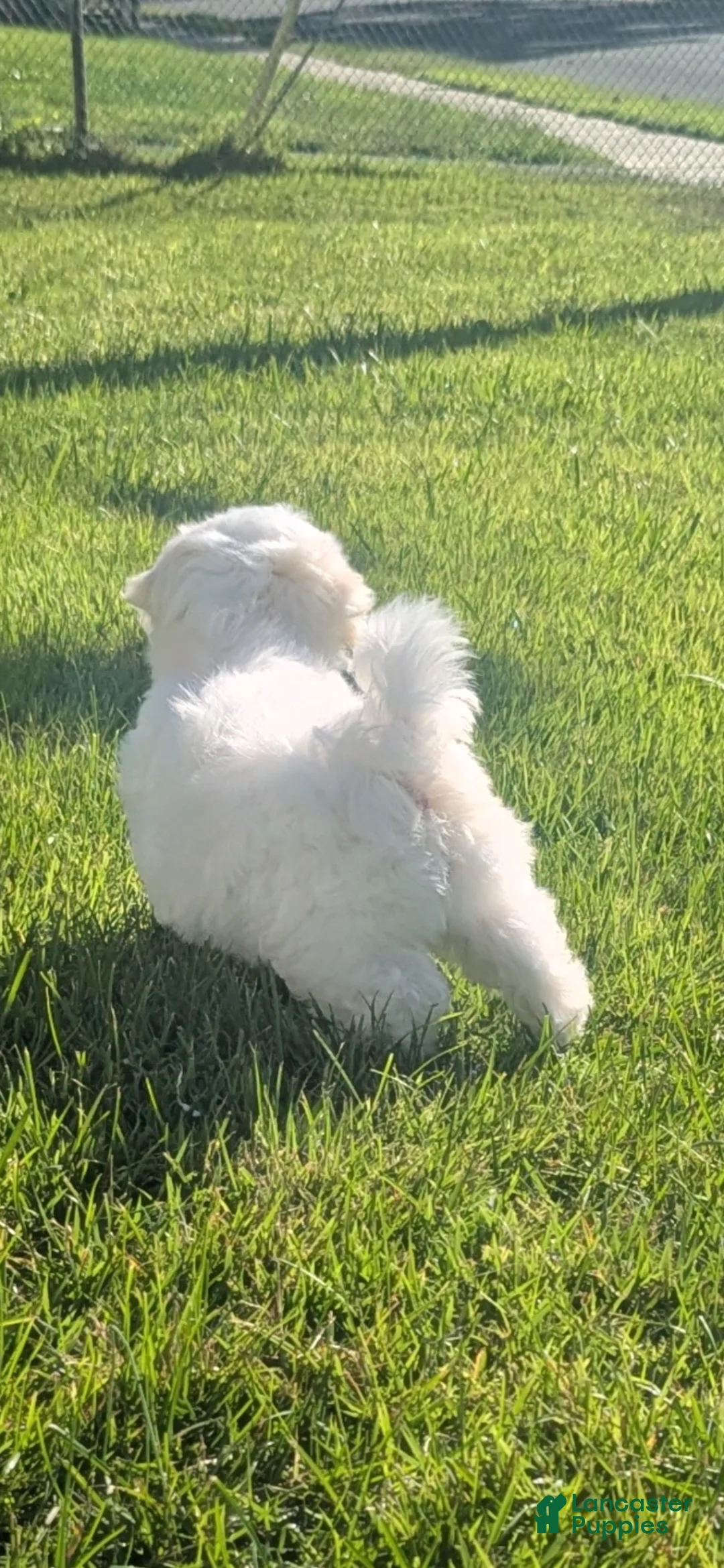 Maltipoo dogs for sale: Maltipoo 1 - Ad 6