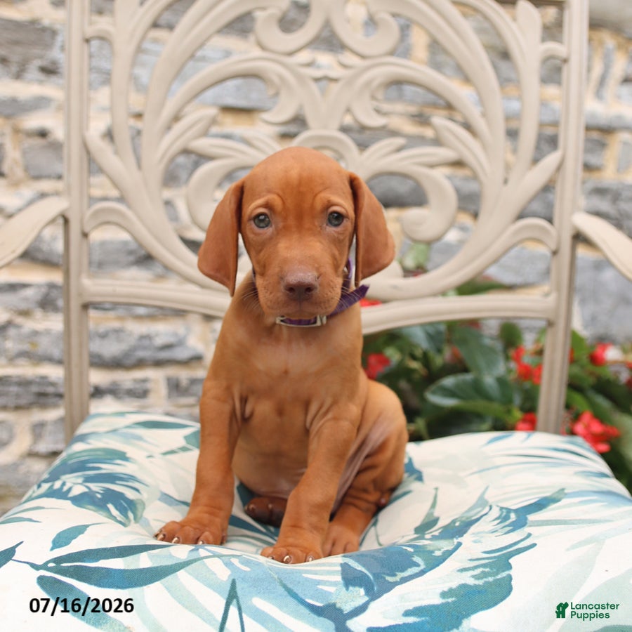 Vizsla dogs Reed - Ad 1
