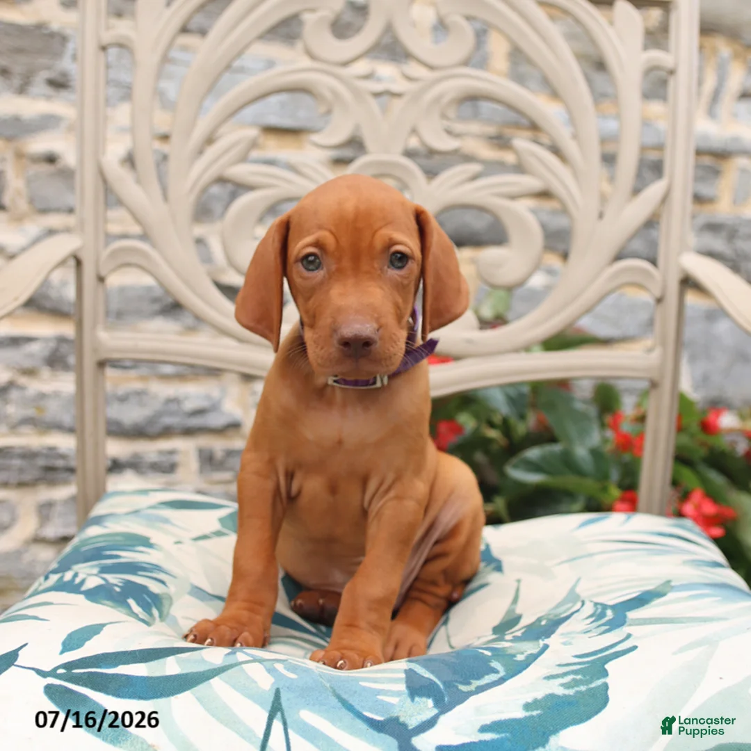 Vizsla dogs for sale: Reed - Ad 1