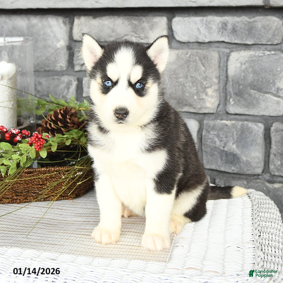 Siberian Husky dogs Luna   - Ad 14