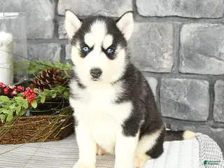 Siberian Husky dogs Luna - Ad 22