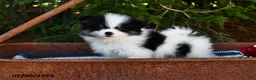Pomeranian dogs for sale: Jet - Ad 3