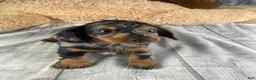 Miniature Dachshund dogs for sale: Molly - Ad 3