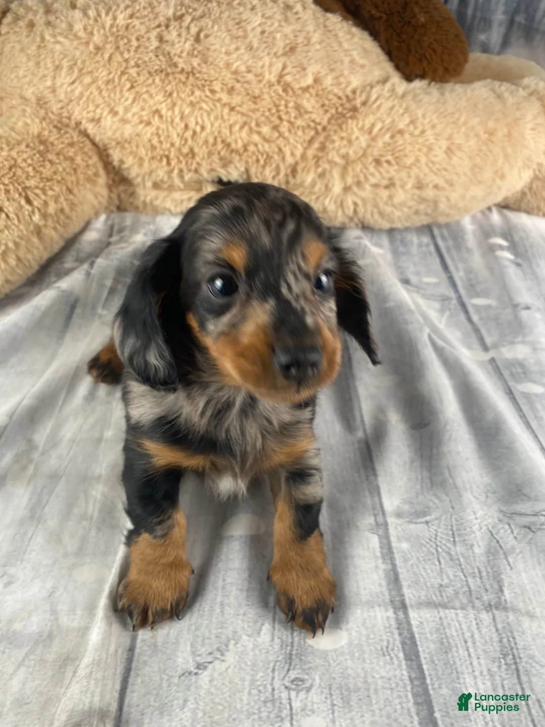 Miniature Dachshund dogs for sale: Molly - Ad 3