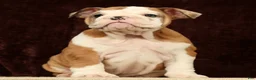 English Bulldog dogs for sale: Liberty - Ad 6