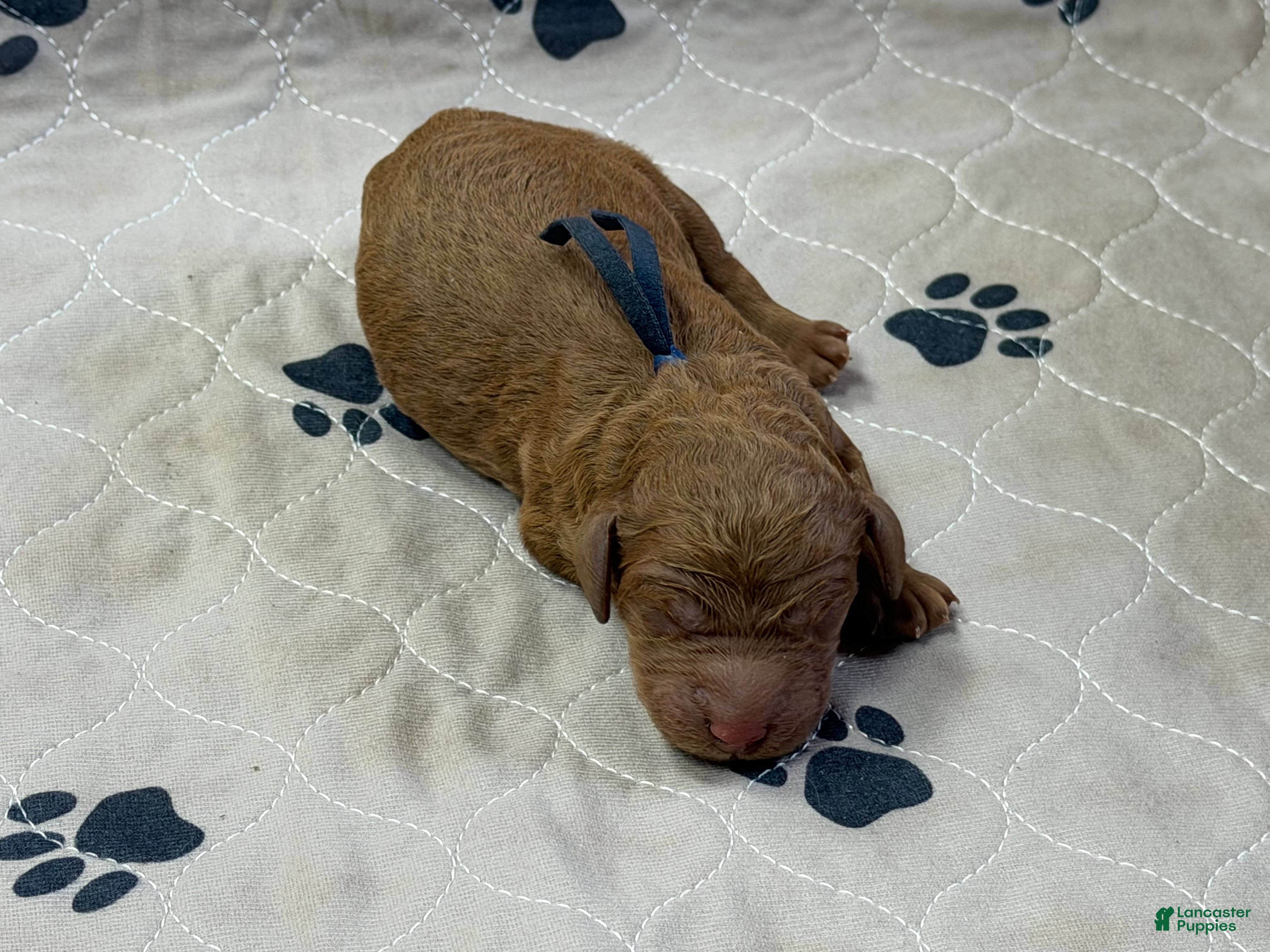 Goldendoodle dogs Navy - Goldendoodle Puppy 4 - Ad 1