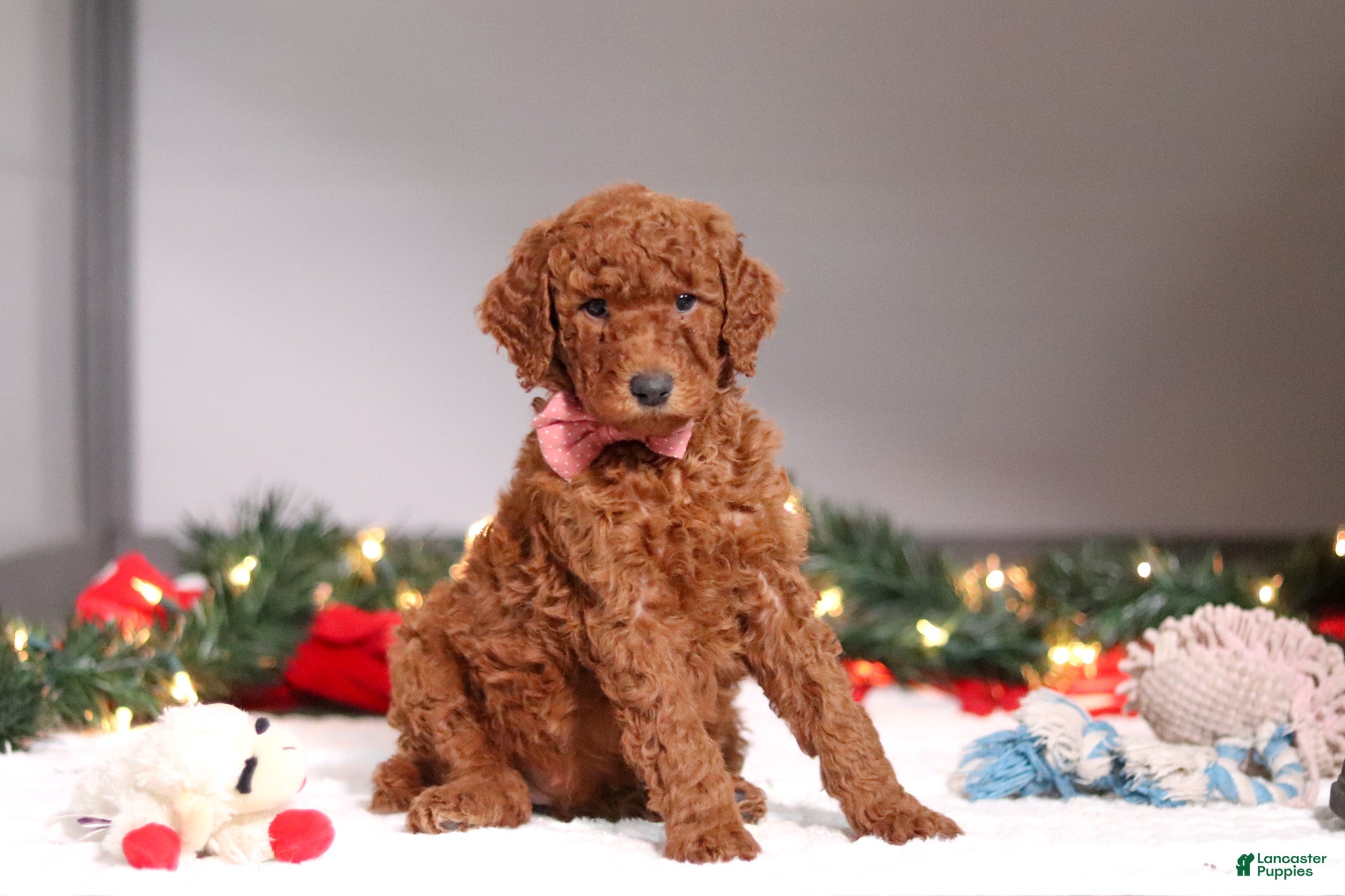 Standard Poodle dogs Kaylee - Ad 12