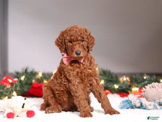 Standard Poodle dogs Kaylee - Ad 12