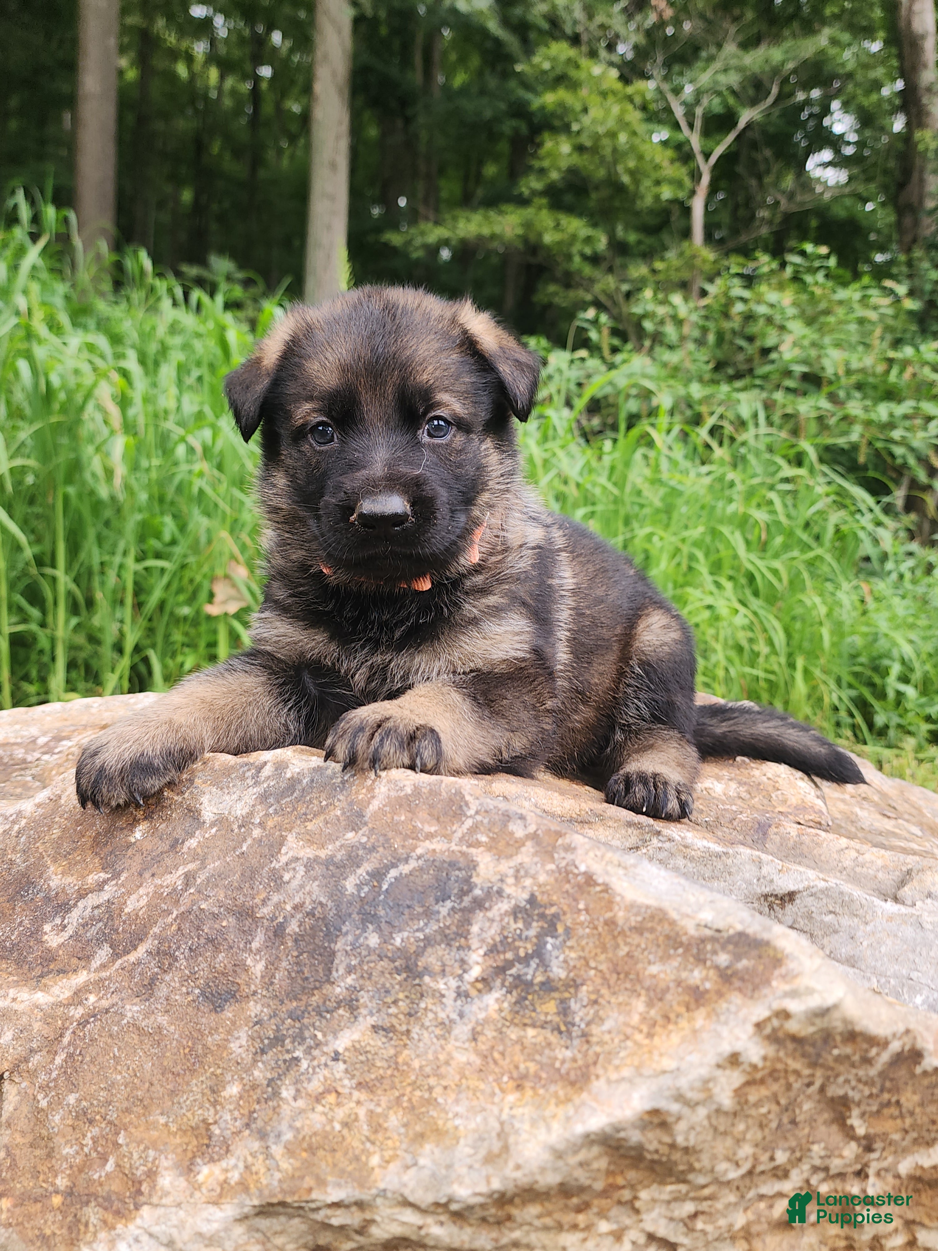 German Shepherd dogs German Shepherd 12 Taska - Ad 1