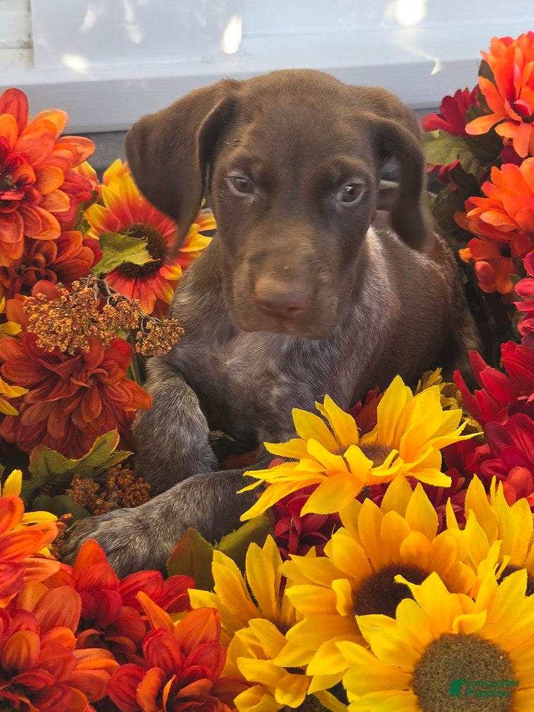 German Shorthaired Pointer dogs Griffin  - Ad 1