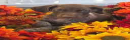 German Shorthaired Pointer dogs for sale: Griffin  - Ad 1