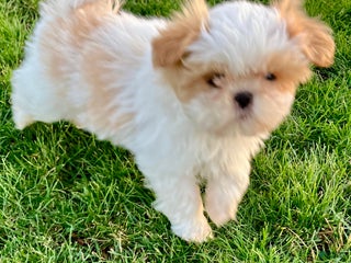 Shih Tzu dogs Harvey - Ad 37