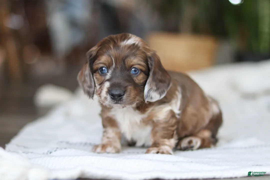 Miniature Dachshund dogs for sale: Keilbasa - Ad 8