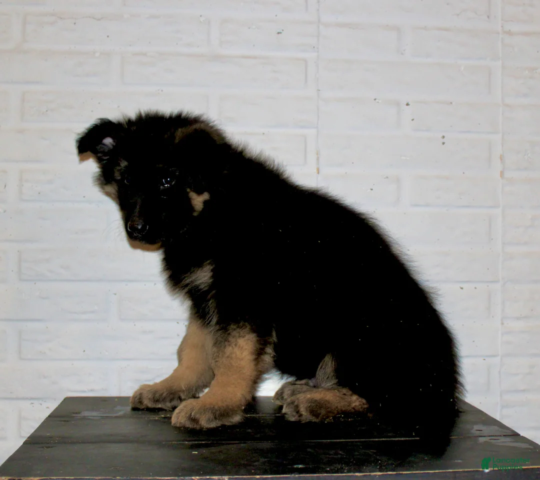 German Shepherd dogs for sale: Everest - Ad 7