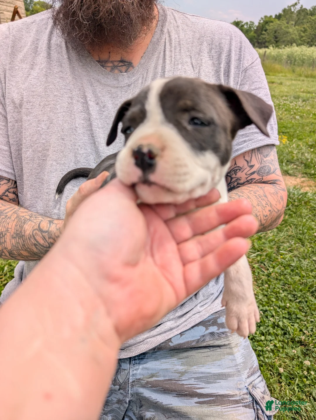 American Pit Bull Terrier dogs for sale: American Pit Bull Terrier Puppy 5 - Ad 2