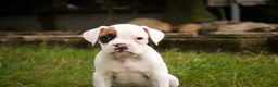 Boxer dogs for sale: Spot - Ad 4