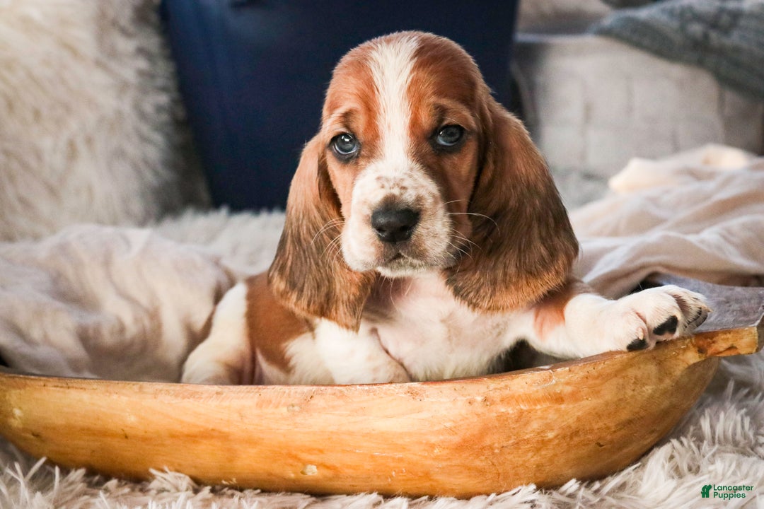 Basset Hound dogs for sale: Axiom - Ad 1