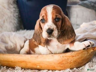 Basset Hound dogs Axiom - Ad 12
