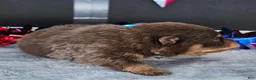 Pomeranian dogs for sale: Pepper's Blame It On The Boogie - "Boogie" - Ad 22