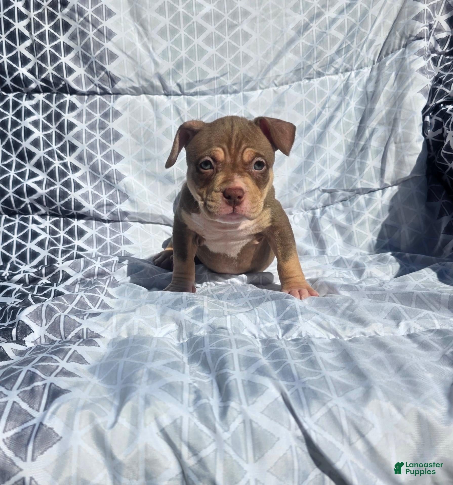 American Bully dogs for sale: Female 3 - Ad 2