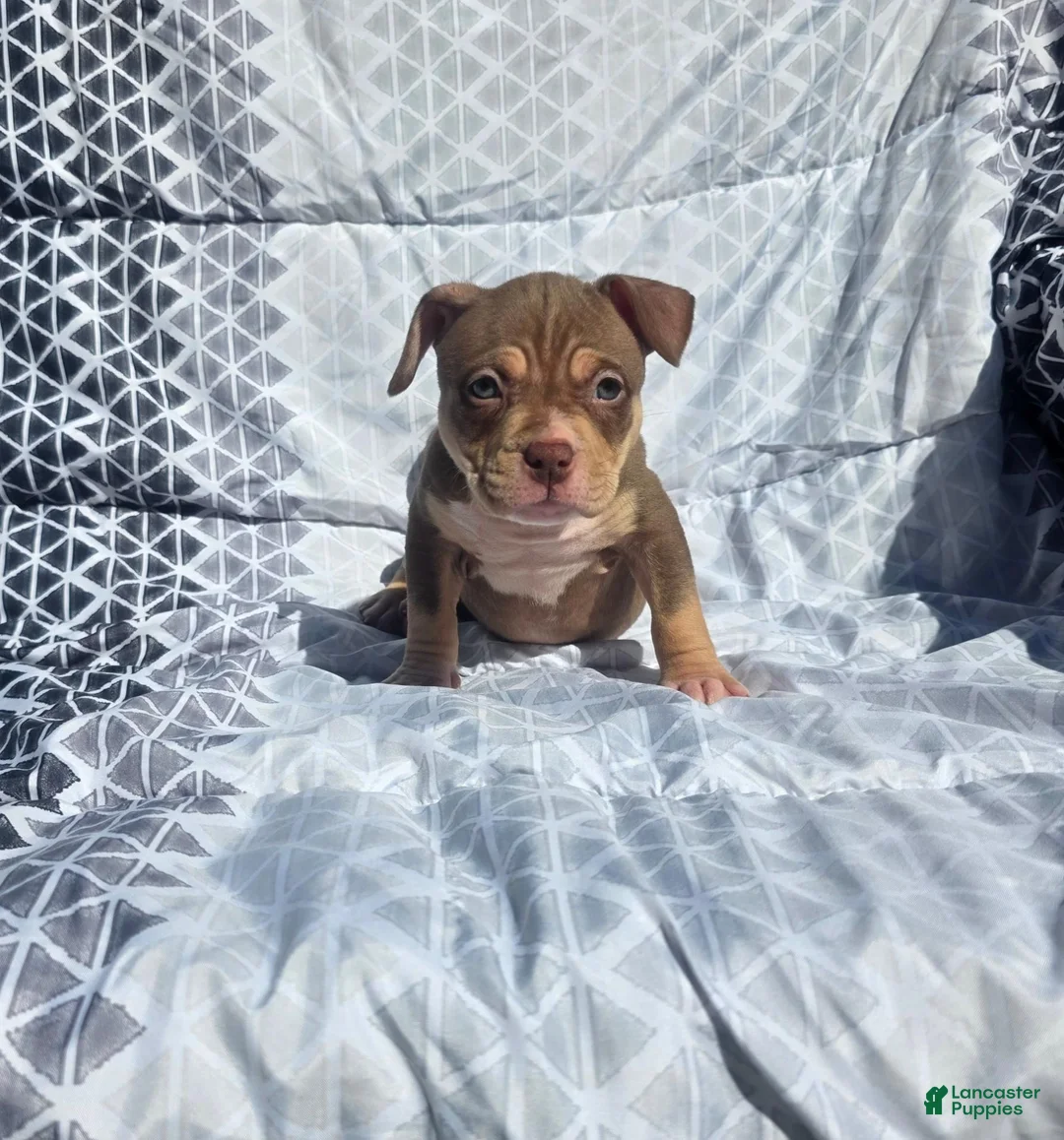 American Bully dogs for sale: Female 3 - Ad 1