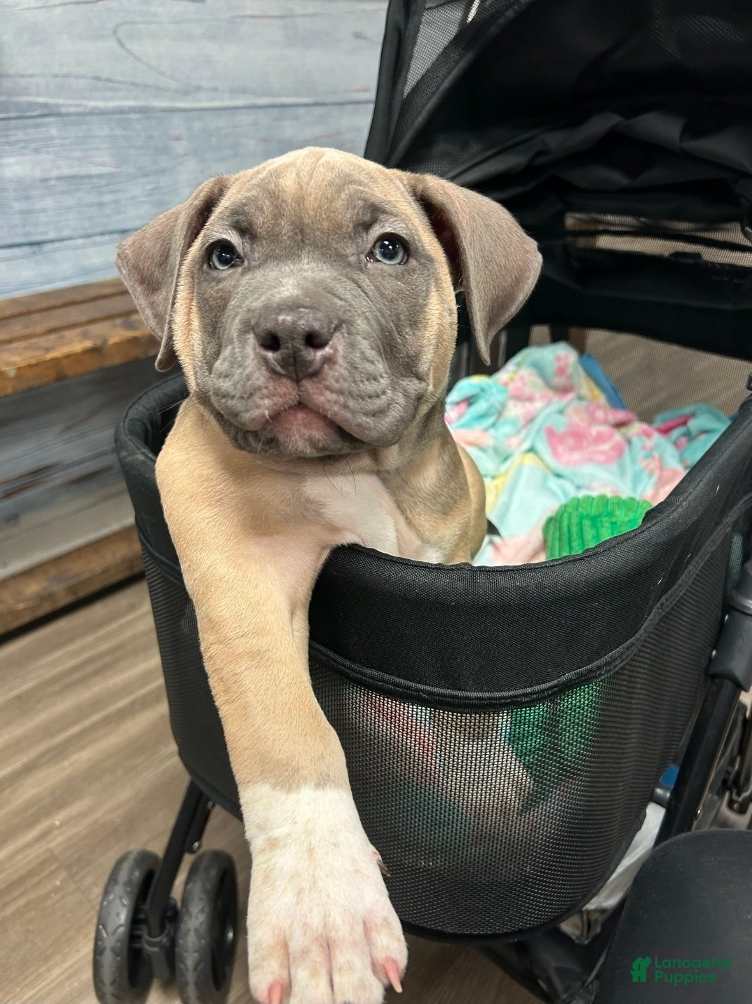 American Bully dogs Yogi the bear - Ad 1