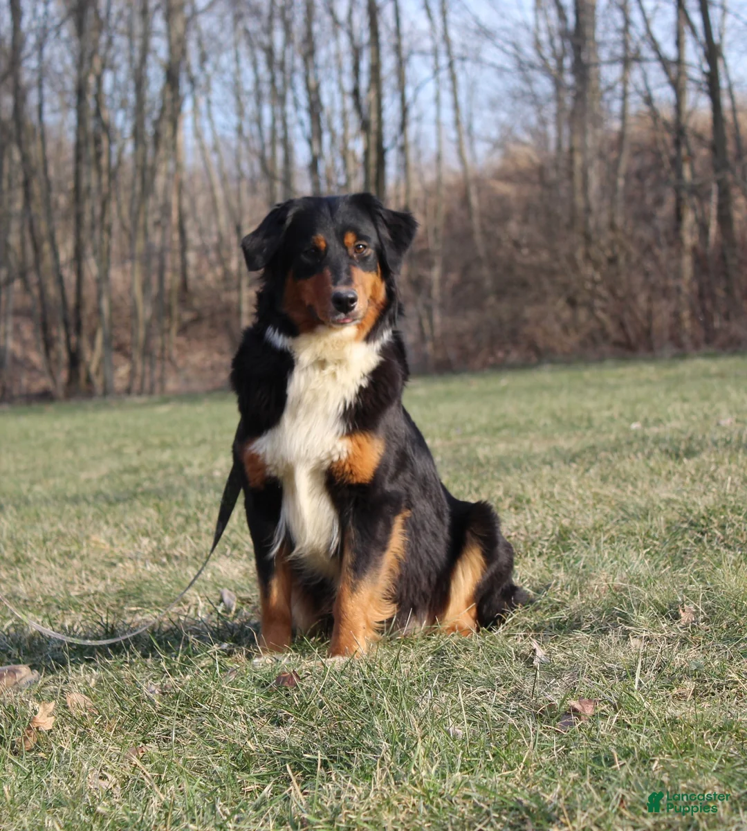 Australian Shepherd dogs for sale: Pixie  - Ad 10