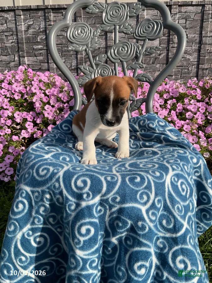 Jack Russell Terrier dogs Daisy - Ad 2