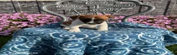 Jack Russell Terrier dogs for sale: Daisy - Ad 2