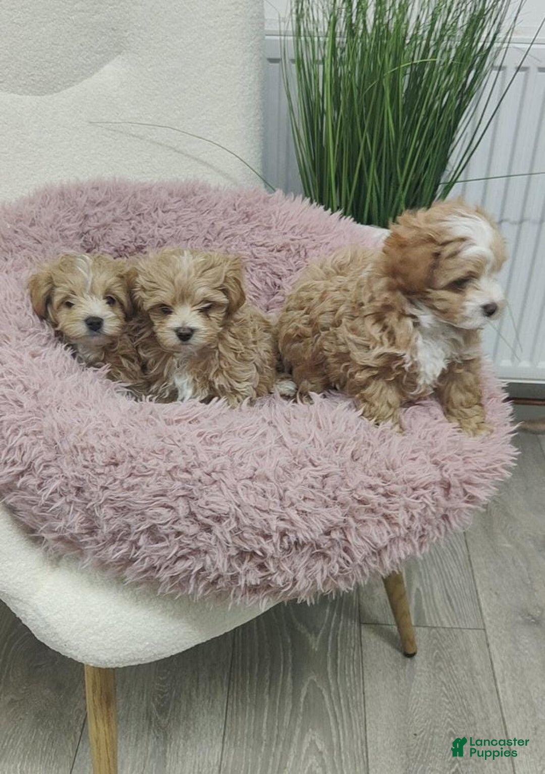 Maltipoo dogs for sale: Ella - Ad 7