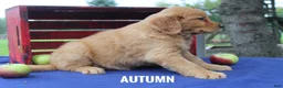 Golden Retriever dogs for sale: Autumn - Ad 3