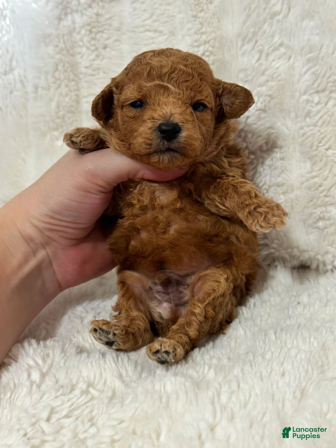 Toy Poodle dogs for sale: Teddy  - Ad 6