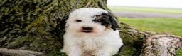 Mini Bernedoodle dogs for sale: Sapphire - Ad 3