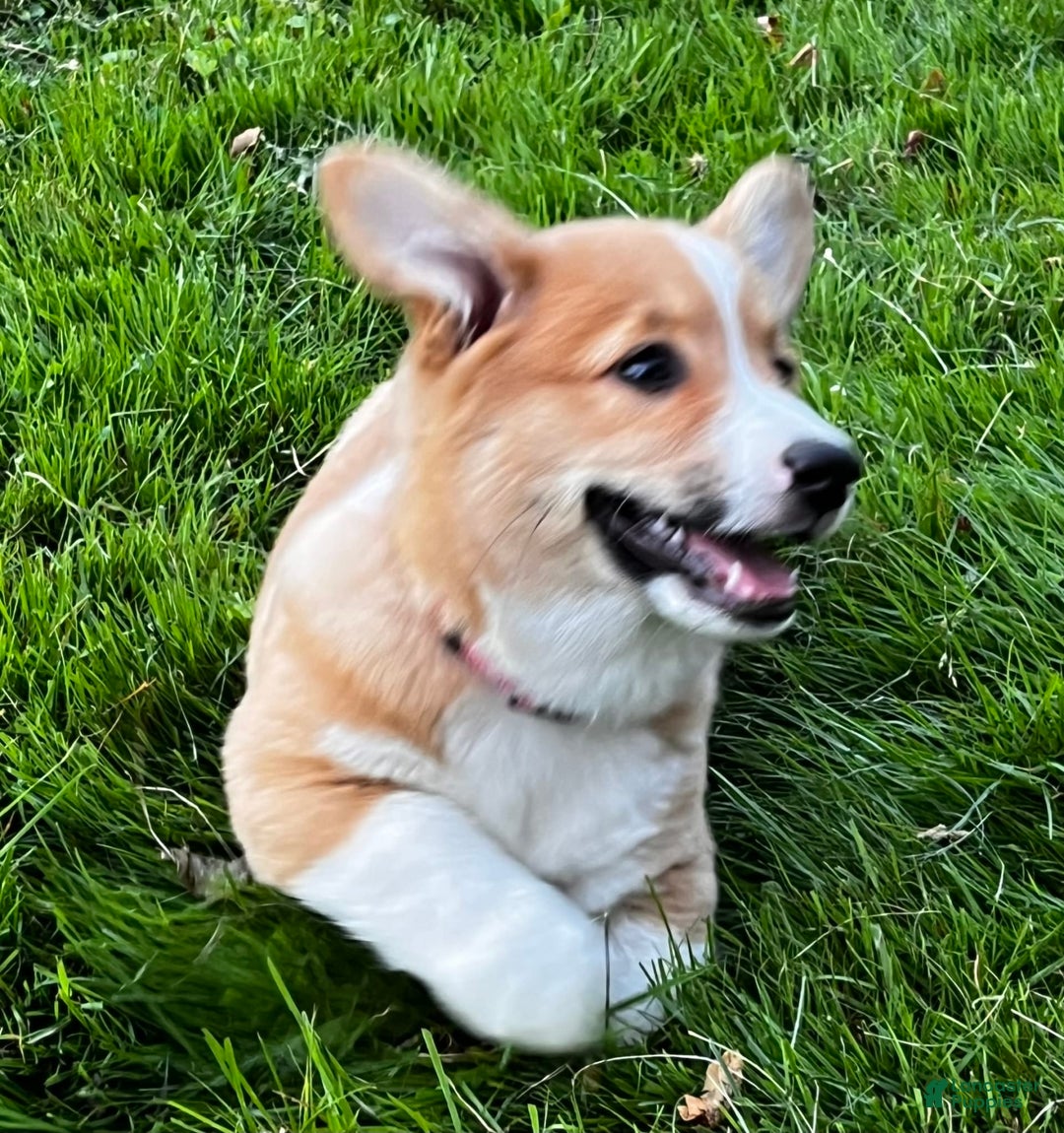 Gallery Image {{count}}