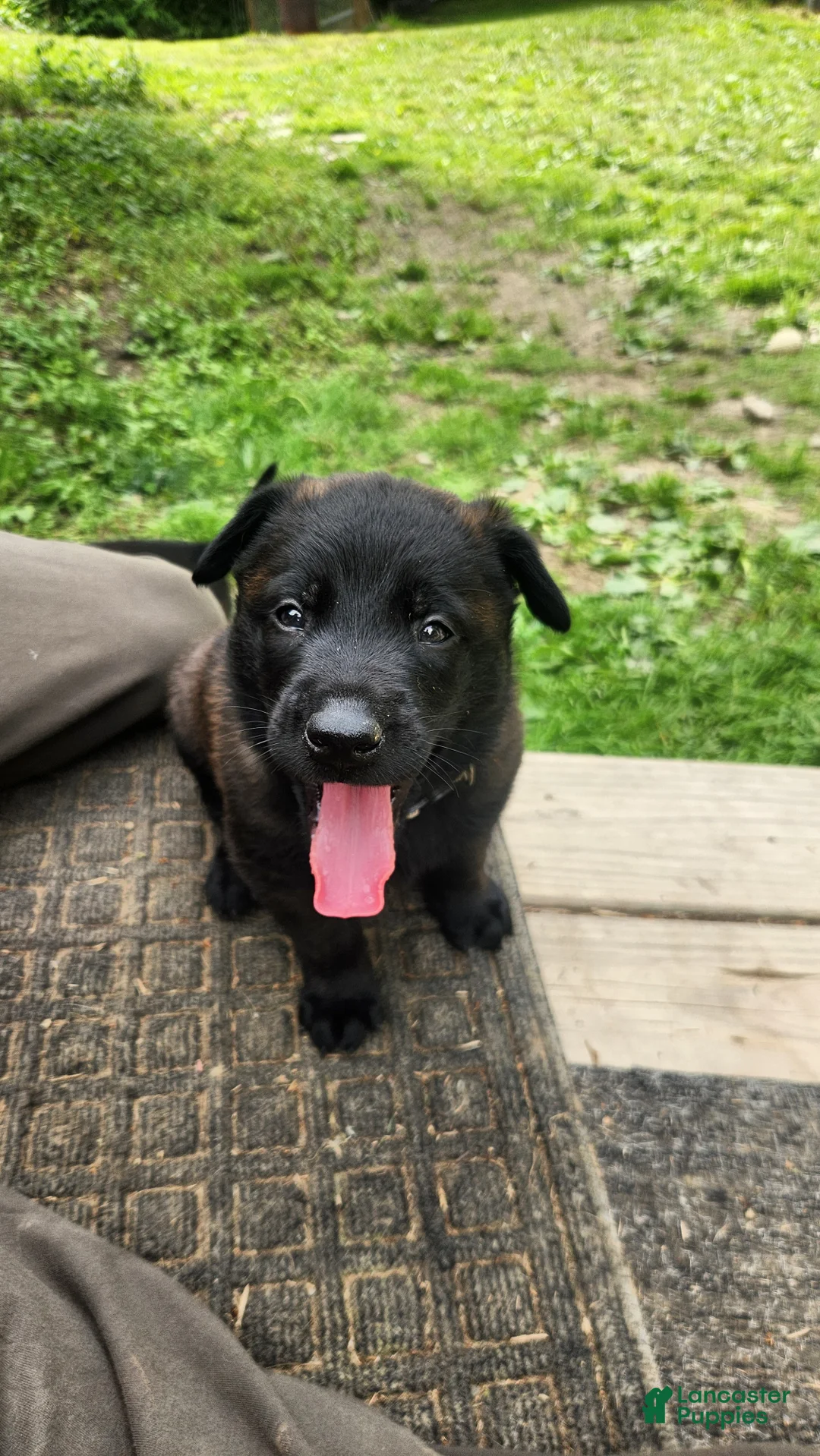 Belgian Malinois dogs for sale: Sarge (White) - Ad 1