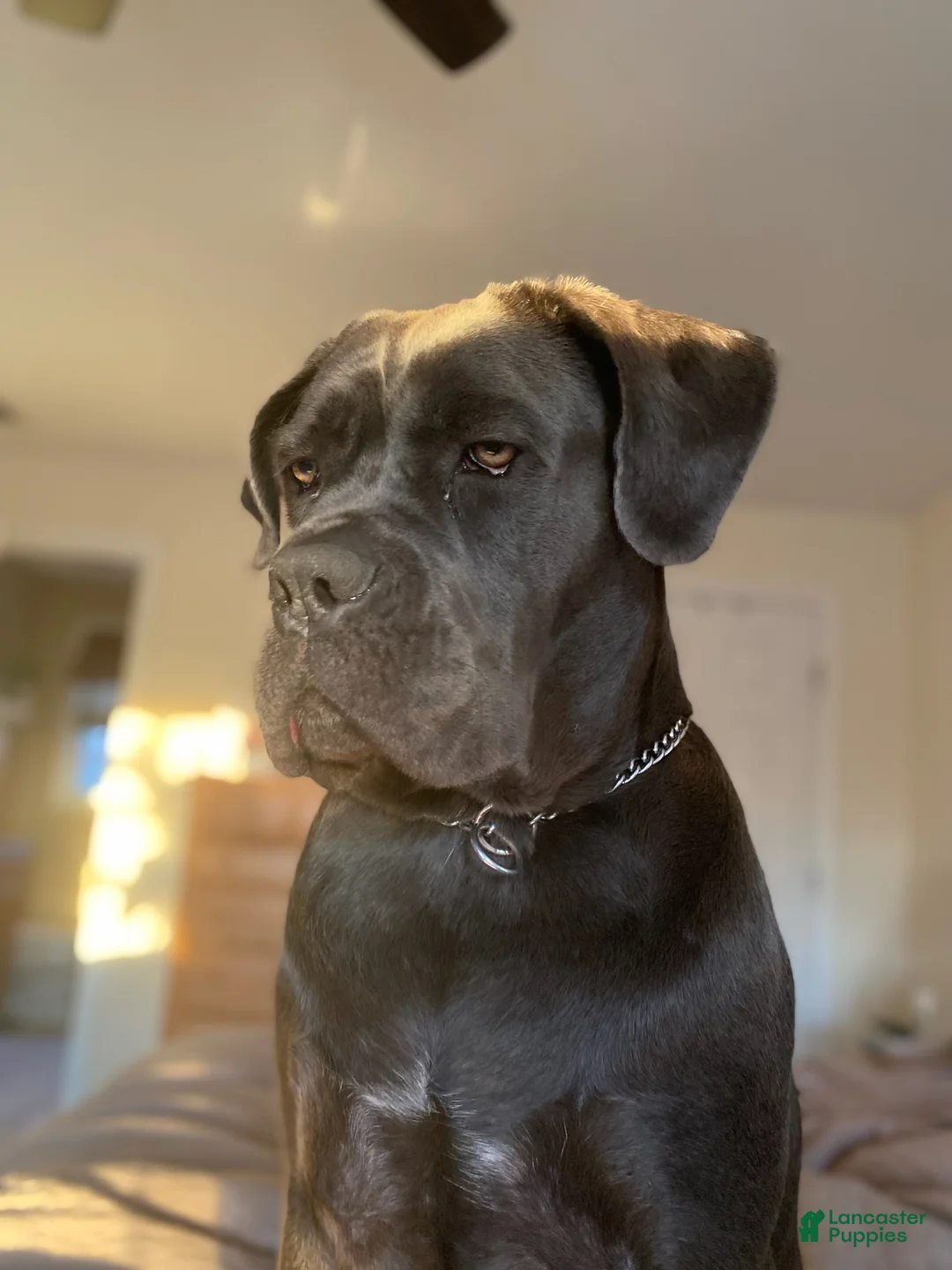Cane Corso dogs for sale: Cane Corso Puppy 4 - Ad 3