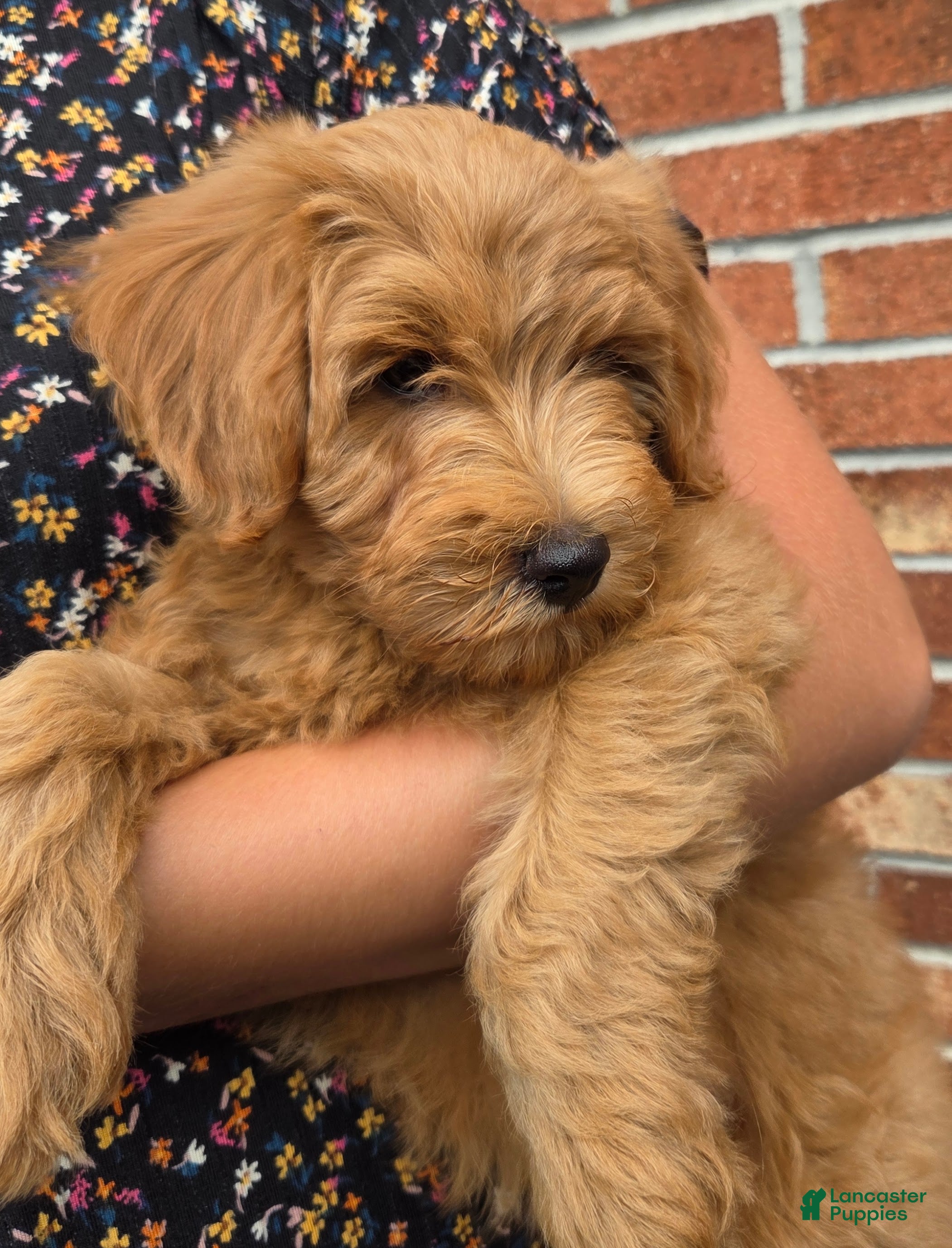 Mini Goldendoodle dogs BOSWELL - Mini Goldendoodle Fluffy Puppy  - Ad 2