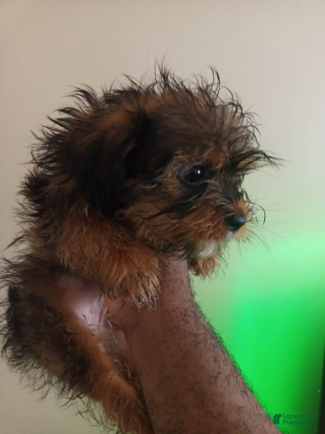 Shorkie dogs for sale: Cheesecake - Ad 7