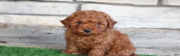 Mini Goldendoodle dogs for sale: Mini Goldendoodle Puppy 2 - Ad 4